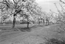 150963 Gezicht op een landschap met bloeiende bomen ter hoogte van Geldermalsen met op de achtergrond een ...